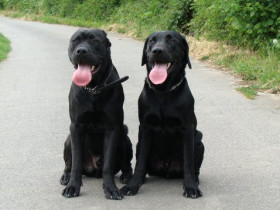 Bruno & Jack