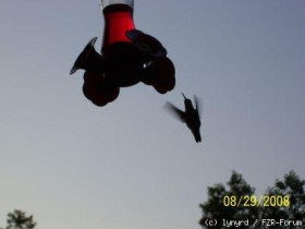 humming bird2