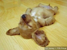 cute dog