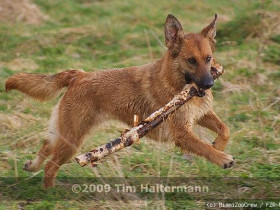 Hexe - MALINOIS/PODENCO