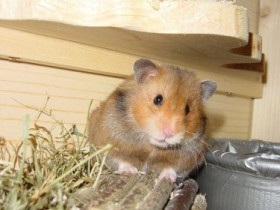 Mein Hamster