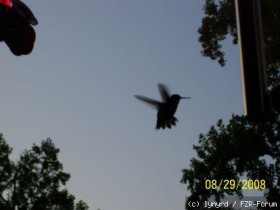 humming bird3