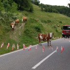 Südschwarzwald